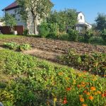 Miks peaksite külvata külvikülvi hooaja lõpus: roheliste abiliste vaikne töö miks-peaksite-kulvata-kulvikulvi-hooaja-lopus-roheliste-abiliste-vaikne-too.jpg